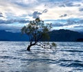 Ã°Å¸ÅÂ³ That Wanaka Tree, New Zealand Ã°Å¸ÅÂ³ ~ ~ ~ ~ ~ ~ ~ ~